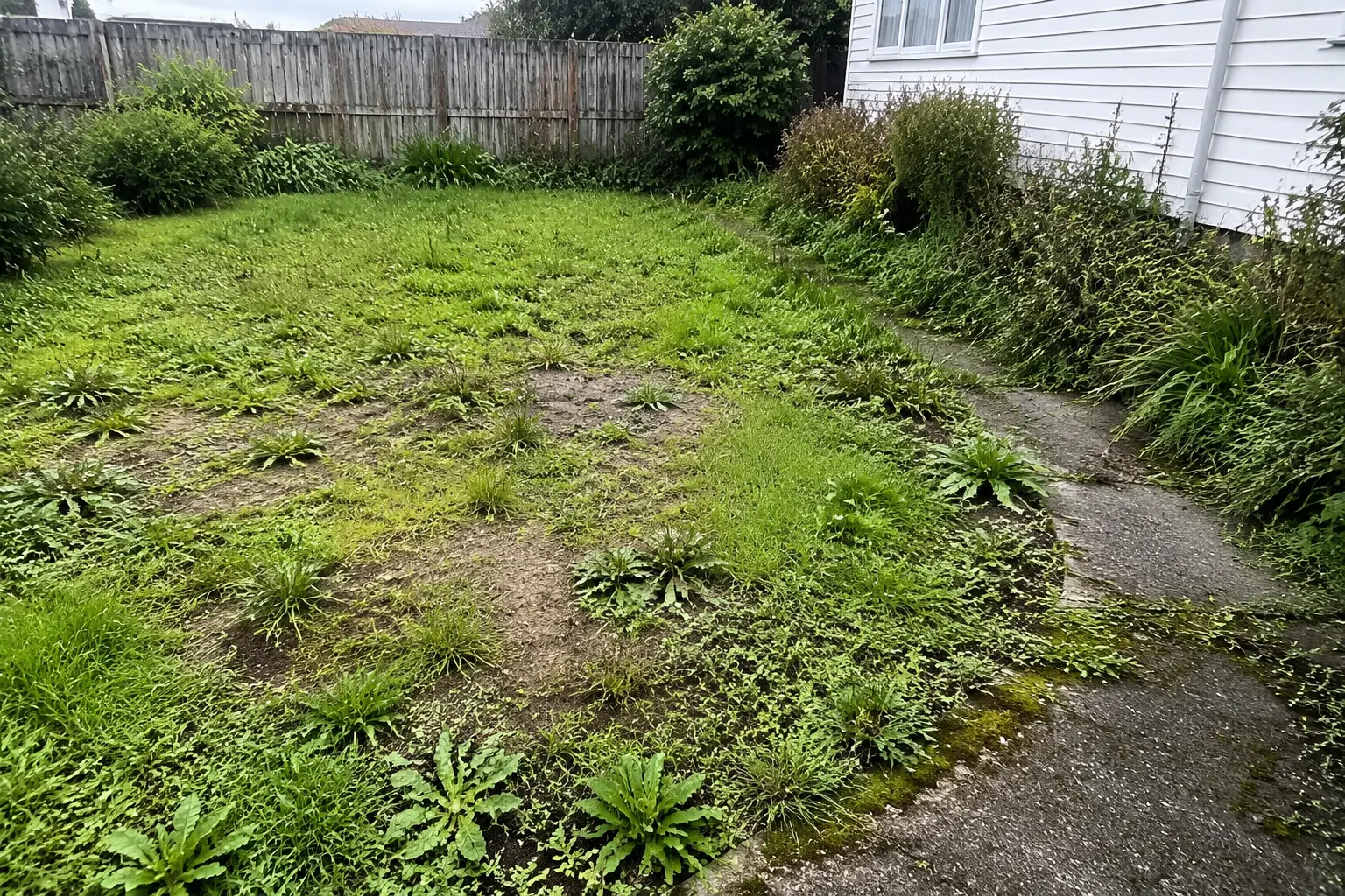 Neglected Auckland lawn with bare soil, weeds and overgrown edges before recovery